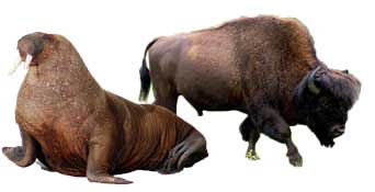bison and walrus