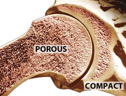 porous and compact bone